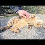 キジトラ猫がモフられにやって来てゴロンとお腹を見せてくれた(YouTube)