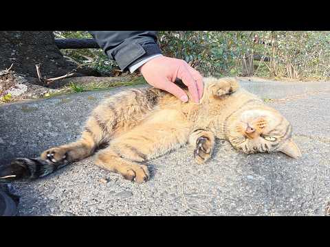 キジトラ猫がモフられにやって来てゴロンとお腹を見せてくれた(YouTube)