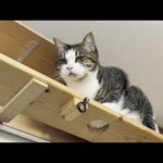 「抱っこしてくれへん」と拗ねてしまう猫(YouTube)