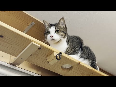 「抱っこしてくれへん」と拗ねてしまう猫(YouTube)