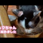 りんご猫のキュウちゃん  少し食べ始めました2026 01 22 1(YouTube)
