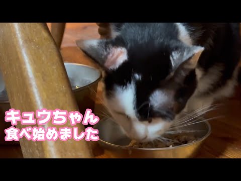 りんご猫のキュウちゃん  少し食べ始めました2026 01 22 1(YouTube)