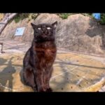 突然、肩に飛び乗ってくる甘えん坊の黒猫ちゃんが可愛すぎた(YouTube)