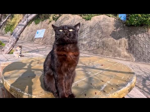 突然、肩に飛び乗ってくる甘えん坊の黒猫ちゃんが可愛すぎた(YouTube)
