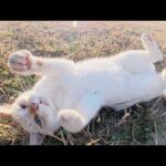 おコゲの白猫が「モフってくれ！」と手にスリスリしてきた(YouTube)