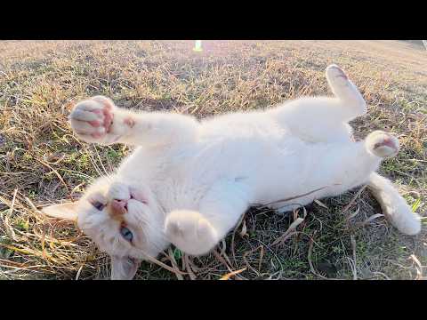 おコゲの白猫が「モフってくれ！」と手にスリスリしてきた(YouTube)