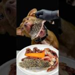 豪快に生肉を食べるピットブル #咀嚼(YouTube)