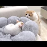 新入り子猫が寝落ちするまでずっと近くで見守ってる先輩猫たちが優しすぎました…(YouTube)