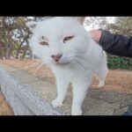 甘えん坊だけど、ひざの上には乗ってくれないマロ猫ちゃん(YouTube)