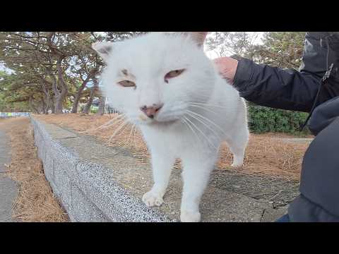 甘えん坊だけど、ひざの上には乗ってくれないマロ猫ちゃん(YouTube)