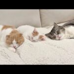 新入り子猫が可愛すぎて寝るときも側で守ってくれてる先輩猫たちが優しすぎました…(YouTube)