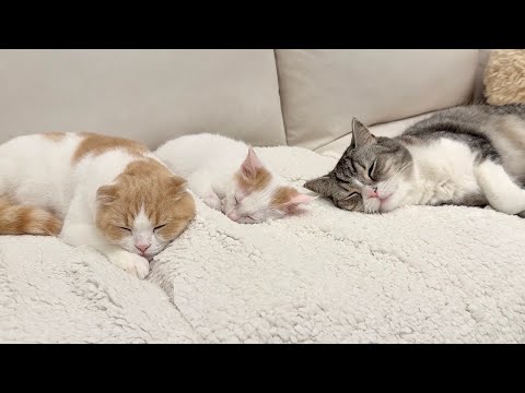 新入り子猫が可愛すぎて寝るときも側で守ってくれてる先輩猫たちが優しすぎました…(YouTube)