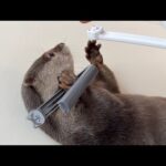 大興奮でラッコモードになるカワウソ、それを冷たく見つめる猫… The otter goes into otter mode with great excitement(YouTube)