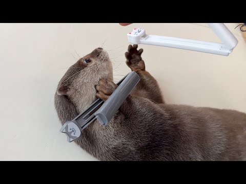 大興奮でラッコモードになるカワウソ、それを冷たく見つめる猫… The otter goes into otter mode with great excitement(YouTube)