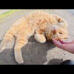 チョビ髭のハチワレ猫が折れ耳の茶トラ猫に喧嘩を売って・・・(YouTube)