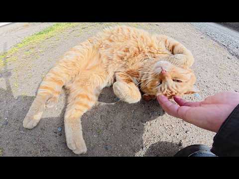 チョビ髭のハチワレ猫が折れ耳の茶トラ猫に喧嘩を売って・・・(YouTube)