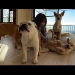 保護犬の里親さんが見つかった事を遊んでる最中に報告したらビックリして時が止まった(笑)(YouTube)