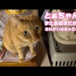 とぉちゃんね またお寝坊だからね  おれが起こしてあげただからね  ほめてね   2026 01 12 1(YouTube)
