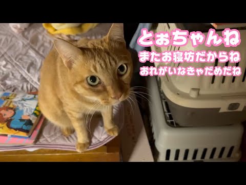 とぉちゃんね またお寝坊だからね  おれが起こしてあげただからね  ほめてね   2026 01 12 1(YouTube)