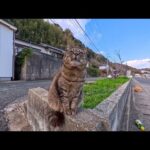 道路脇で出会った猫さん、静かに撫でられてうっとり…大人しくて可愛すぎた(YouTube)