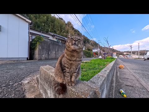 道路脇で出会った猫さん、静かに撫でられてうっとり…大人しくて可愛すぎた(YouTube)