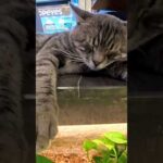 ショッピングモールの花壇でスヤスヤ眠る猫に癒やされた…フードコートで思わぬ幸せ時間(YouTube)