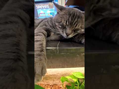 ショッピングモールの花壇でスヤスヤ眠る猫に癒やされた…フードコートで思わぬ幸せ時間(YouTube)