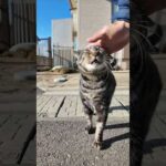 漁港の街の路地裏で出会った猫さんかわいすぎた(YouTube)