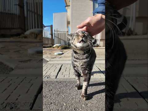 漁港の街の路地裏で出会った猫さんかわいすぎた(YouTube)