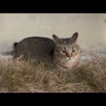 突然キレキレな動きで暴れ始めた猫(YouTube)