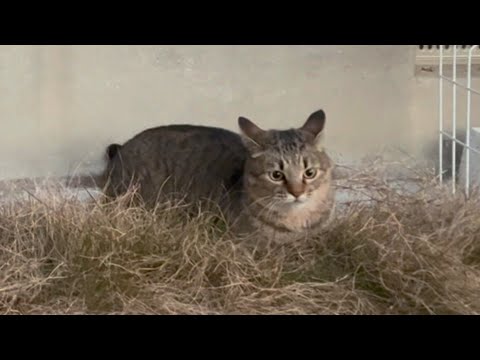 突然キレキレな動きで暴れ始めた猫(YouTube)