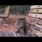 公園のベンチに座った瞬間、猫がそっと隣に来た…この距離感が尊すぎる(YouTube)