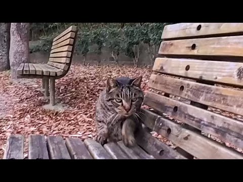 公園のベンチに座った瞬間、猫がそっと隣に来た…この距離感が尊すぎる(YouTube)