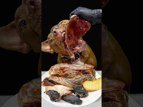 ピットブルがボリボリ食べる咀嚼音がたまらん(YouTube)