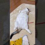 堂々と・・・(YouTube)