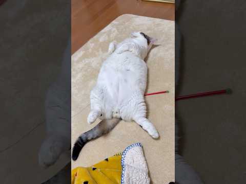 堂々と・・・(YouTube)