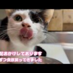 ご心配おかけしております  キュウちゃん少しずつ食欲回復してきています  2026 01 26 1(YouTube)