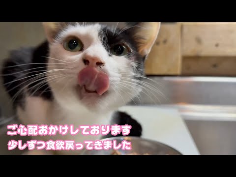 ご心配おかけしております  キュウちゃん少しずつ食欲回復してきています  2026 01 26 1(YouTube)