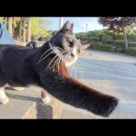 チョビ髭のハチワレ猫を強制的にひざの上に乗せてみたら…(YouTube)