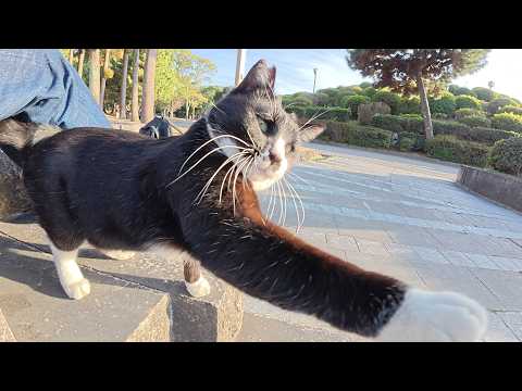 チョビ髭のハチワレ猫を強制的にひざの上に乗せてみたら…(YouTube)