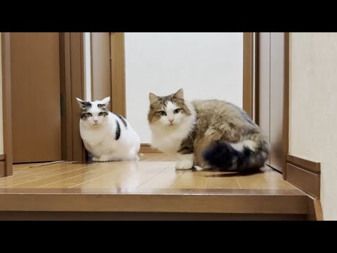 寝室に入りたいけど入れずちょっと悲しい気分になる猫(YouTube)