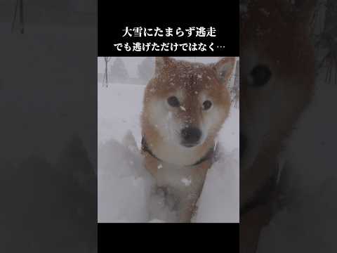 柴犬は大雪が降るとこうなる #shibainu #犬のいる暮らし #青森(YouTube)