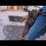 漁港の街で出会った猫ちゃん、撫でてほしすぎて自分からよじ登ってくるのが可愛すぎた(YouTube)