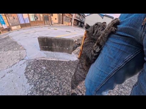 漁港の街で出会った猫ちゃん、撫でてほしすぎて自分からよじ登ってくるのが可愛すぎた(YouTube)