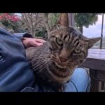 公園のテーブルに猫がいたので座ると膝の上に乗ってきた(YouTube)