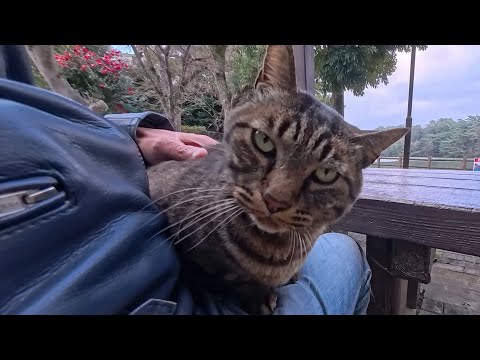 公園のテーブルに猫がいたので座ると膝の上に乗ってきた(YouTube)