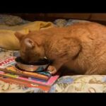 色々ありがとうございます 島に戻ってきました 明日から平常運転しますね(YouTube)