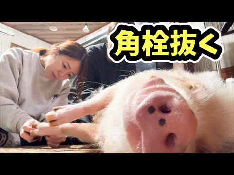 ミニブタの角栓を取ったらすごかった(YouTube)