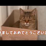 明けましておめでとうございます　2026年の目標は！？(YouTube)