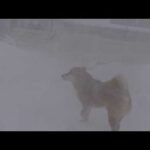 吹雪が凄くて庭で遭難しそうになりました(YouTube)